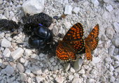 Puzzle Papillon et scarabée