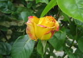 Puzzle Rose bicolore