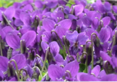 Puzzle Champ de violettes