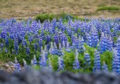 Puzzle Lupins bleus sauvages des paysages islandais 