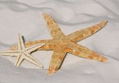 Puzzle Etoiles de mer posées sur le sable