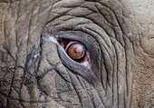 Puzzle Un oeil d'éléphant