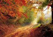 Puzzle La forêt aux couleurs de l'automne