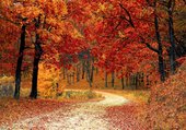 Puzzle les couleurs de l'automne à la campagne
