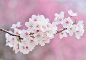Puzzle Cerisier en pleine floraison