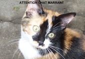 Puzzle Attention, chat marrant