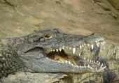 Puzzle Attention crocodile mangeur d'hommes